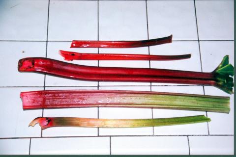 Assorted Rhubarb Stalks
