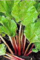 R505.jpg (29705 bytes)