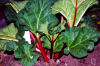 CherryRed Rhubarb Plant