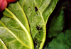 Aphids under rhubarb leaf