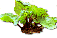 rhubarb plant