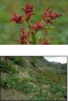 R504.jpg (9362 bytes)