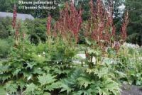 R606.jpg (13603 bytes)