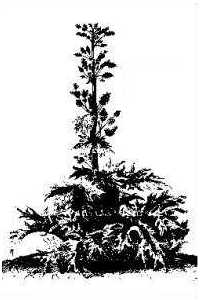 R002.jpg (20569 bytes)