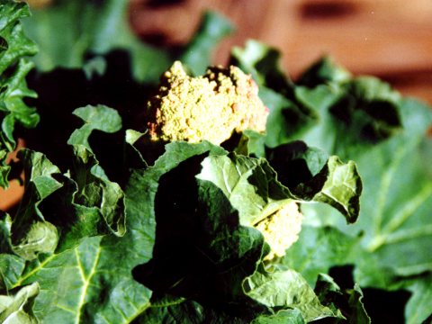 Emerging Rhubarb Flower