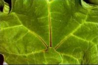 R035.jpg (17752 bytes)