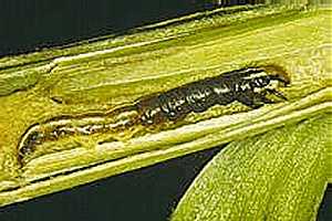 stalkborer.jpg (16277 bytes)