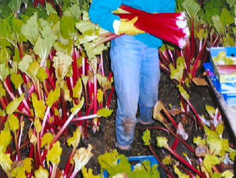 Goliath Rhubarb Stalks