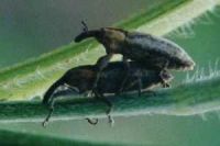 BollWeevil.jpg (10449 bytes)